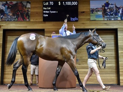 Blue Gum Sells Written Tycoon Colt At Inglis Premier Sale Fo ... Image 1